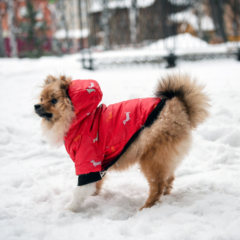 Зимний комбинезон куртка для маленьких собак Terry красный M-5