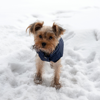 Зимняя куртка (жилетка) для выгула собак Hitvest M голубой-4
